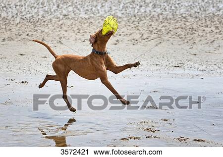 Magyar Vizsla playing with frisbee in mudflat, Sylt, Germany View Large Photo Image Stock Image - Magyar Vizsla playing with frisbee in mudflat, Sylt, Germany . Fotosearch