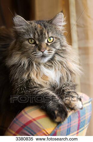 Maine Coon Cat on a chair View Large Photo Image Stock Photography - Maine Coon Cat on a chair . Fotosearch
