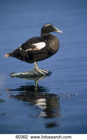 Stock Image - Male Eider (Somateria mollissima) duck standing on stone in water . Fotosearch