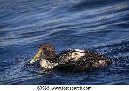Stock Image - Male Eider (Somateria mollissima) duck floating on water . Fotosearch