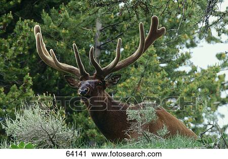 Male Moose (Alces alces) in forest View Large Photo Image Stock Image - Male Moose (Alces alces) in forest . Fotosearch