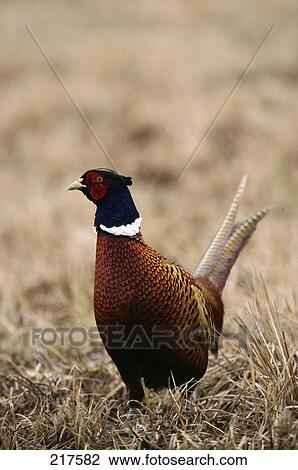 Male pheasant (Phasanius colchicus) bird in field, Germany View Large Photo Image Stock Image - Male pheasant (Phasanius colchicus) bird in field, Germany . Fotosearch