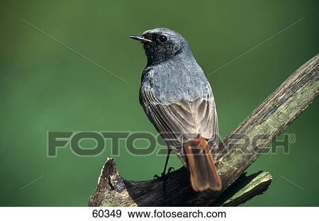 Stock Photo - Male Redstart (Phoenicurus ochruros) bird perching on branch . Fotosearch