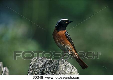 Stock Photo - Male Redstart (Phoenicurus phoenicurus) on tree stump . Fotosearch