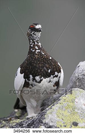 Male Rock Ptarmigan, Lagopus mutus, standing on rock, Niederhorn, Swiss Alps, Switzerland, Europe View Large Photo Image Stock Photograph - Male Rock Ptarmigan, Lagopus mutus, standing on rock, Niederhorn, Swiss Alps, Switzerland, Europe . Fotosearch