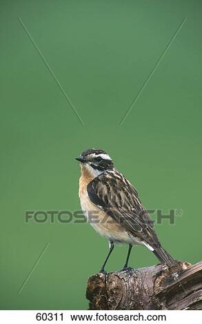 Male Whinchat (Saxicola rubetra) bird perching on branch View Large Photo Image Stock Image - Male Whinchat (Saxicola rubetra) bird perching on branch . Fotosearch