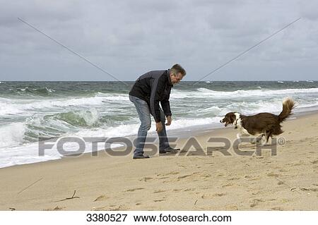 Man playing with Border collie at beach, Sylt, Schleswig-Holstein, Germany View Large Photo Image Stock Photo - Man playing with Border collie at beach, Sylt, Schleswig-Holstein, Germany . Fotosearch