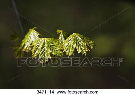 Picture - Maple leafs at sunlight, close-up . Fotosearch