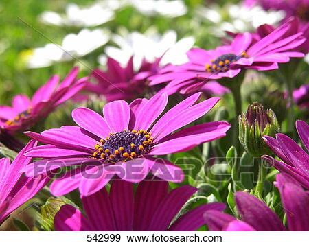 Marguerite flowers blooming in field View Large Photo Image Stock Photo - Marguerite flowers blooming in field . Fotosearch