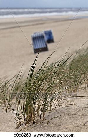 Stock Image - Marram grass and beach chair, Sylt, Schleswig-Holstein, Germany, Europe . Fotosearch