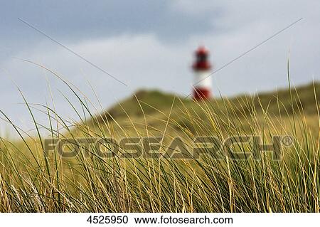 Marram grass and lighthouse, Sylt, Schleswig-Holstein, Germany, Europe View Large Photo Image Stock Image - Marram grass and lighthouse, Sylt, Schleswig-Holstein, Germany, Europe . Fotosearch