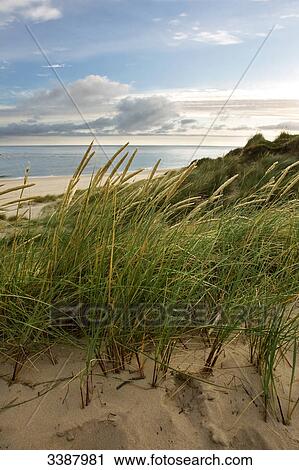 Stock Image - Marram grasses at sand dunes of the North Sea coast, Ellenbogen, Sylt, Germany . Fotosearch
