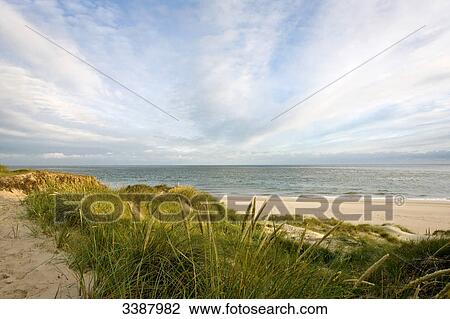 Stock Image - Marram grasses at sand dunes of the North Sea coast, Ellenbogen, Sylt, Germany . Fotosearch