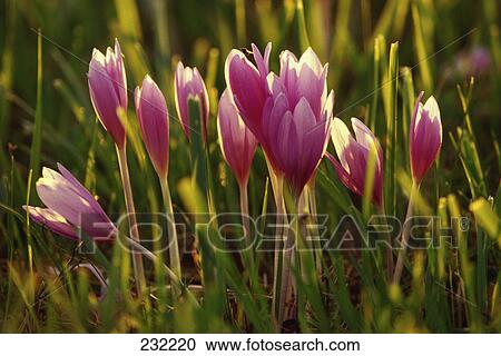 Meadow saffron (Colchicum autumnale) flowers blooming in field View Large Photo Image Stock Image - Meadow saffron (Colchicum autumnale) flowers blooming in field . Fotosearch