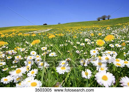 Meadow with blooming dandelion and daisy, Allgaeu, Germany View Large Photo Image Stock Photography - Meadow with blooming dandelion and daisy, Allgaeu, Germany . Fotosearch