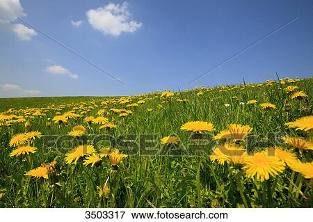 Meadow with blooming dandelion, Allgaeu, Germany View Large Photo Image Stock Photo - Meadow with blooming dandelion, Allgaeu, Germany . Fotosearch