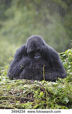Picture - Mountain gorilla, Gorilla gorilla beringei and young dear, Virunga National Park, East Africa, Africa . Fotosearch