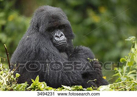 Stock Image - Mountain gorilla, Gorilla gorilla beringei and young dear, Virunga National Park, East Africa, Africa . Fotosearch