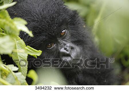 Mountain gorilla, Gorilla gorilla beringei, Virunga National Park, East Africa, Africa View Large Photo Image Stock Image - Mountain gorilla, Gorilla gorilla beringei, Virunga National Park, East Africa, Africa . Fotosearch