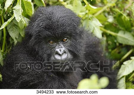 Mountain gorilla, Gorilla gorilla beringei, Virunga National Park, East Africa, Africa View Large Photo Image Stock Image - Mountain gorilla, Gorilla gorilla beringei, Virunga National Park, East Africa, Africa . Fotosearch