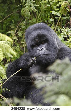 Stock Photo - Mountain gorilla, Gorilla gorilla beringei, Virunga Nationalpark, East Africa, Africa . Fotosearch
