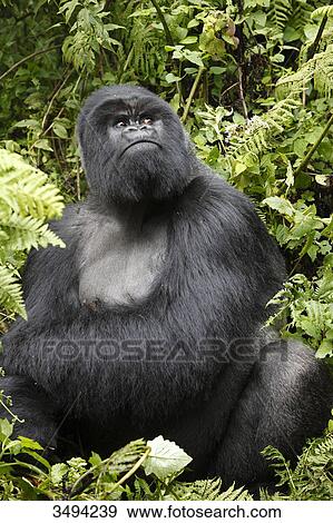 Mountain gorilla, Gorilla gorilla beringei, Virunga Nationalpark, East Africa, Africa View Large Photo Image Stock Photo - Mountain gorilla, Gorilla gorilla beringei, Virunga Nationalpark, East Africa, Africa . Fotosearch