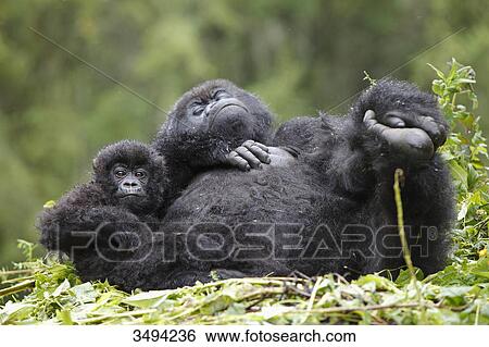 Stock Photograph - Mountain gorilla, Gorilla gorilla beringei and young dear, Virunga National Park, East Africa, Africa . Fotosearch