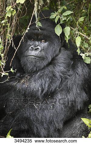 Mountain gorilla, Gorilla gorilla beringei, Virunga National Parkm Ruanda, East Africa, Africa View Large Photo Image Stock Photography - Mountain gorilla, Gorilla gorilla beringei, Virunga National Parkm Ruanda, East Africa, Africa . Fotosearch