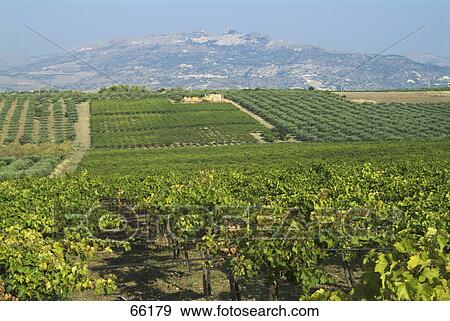 Stock Photo - Mountain near vineyard, Monti Sicani, Aeolian Islands, Sicily, Italy . Fotosearch
