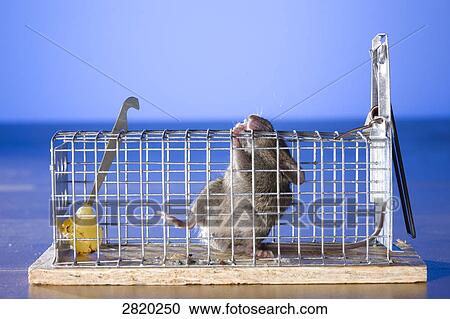 Stock Image - mouse inside a mouse trap . Fotosearch