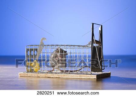 mouse inside a mouse trap View Large Photo Image Stock Image - mouse inside a mouse trap . Fotosearch