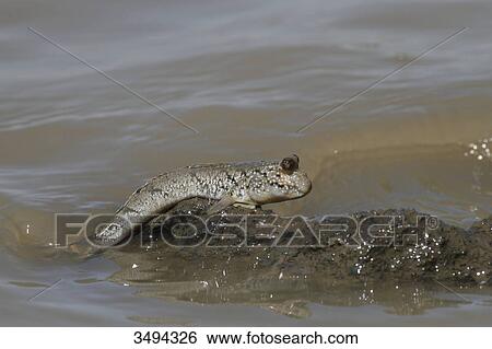Mudskipper, Periophthalmus, Gambia, West Africa, Africa View Large Photo Image Stock Photograph - Mudskipper, Periophthalmus, Gambia, West Africa, Africa . Fotosearch