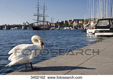 Stock Image - Mute swan cleaning itself, Sonderburg, Denmark . Fotosearch