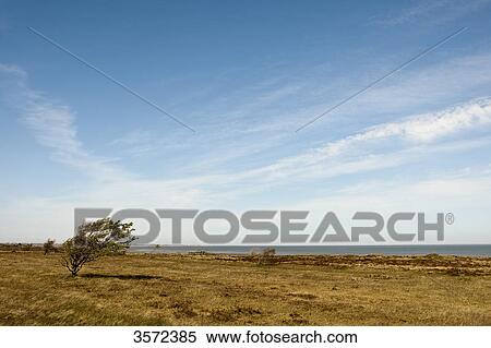Nature reserve Braderuper Heide on Sylt, Germany View Large Photo Image Stock Photography - Nature reserve Braderuper Heide on Sylt, Germany . Fotosearch