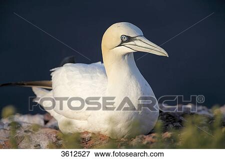 Northern Gannet (Morus bassanus) sitting on a rock, Helgoland, Germany View Large Photo Image Stock Photo - Northern Gannet (Morus bassanus) sitting on a rock, Helgoland, Germany . Fotosearch