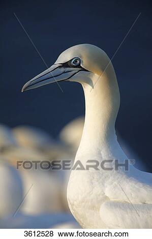 Stock Photo - Northern Gannet (Morus bassanus), Helgoland, Germany, portrait . Fotosearch
