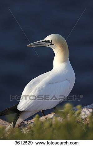 Stock Photo - Northern Gannet (Morus bassanus) standing on a rock, Helgoland, Germany . Fotosearch