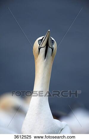 Northern Gannet (Morus bassanus), Helgoland, Germany, portrait View Large Photo Image Stock Photography - Northern Gannet (Morus bassanus), Helgoland, Germany, portrait . Fotosearch