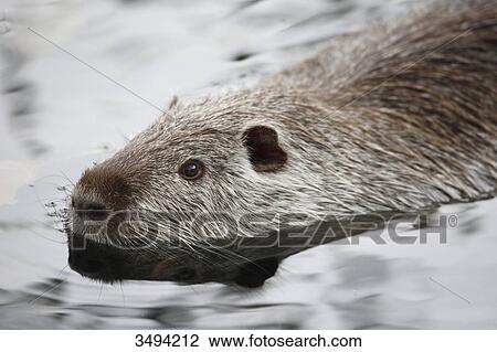 Nutria, Myocastor coypus, swimming in water, Saarland, Germany, Europe View Large Photo Image Stock Image - Nutria, Myocastor coypus, swimming in water, Saarland, Germany, Europe . Fotosearch
