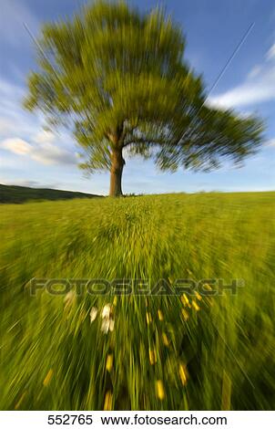 Oak tree in cultivated land, England View Large Photo Image Stock Photography - Oak tree in cultivated land, England . Fotosearch