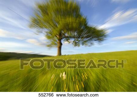 Oak tree in field, England  View Large Photo Image Stock Photograph - Oak tree in field, England . Fotosearch