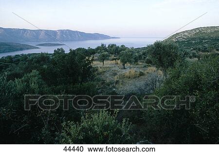 Olive trees in field, Samos, Greece View Large Photo Image Stock Image - Olive trees in field, Samos, Greece . Fotosearch