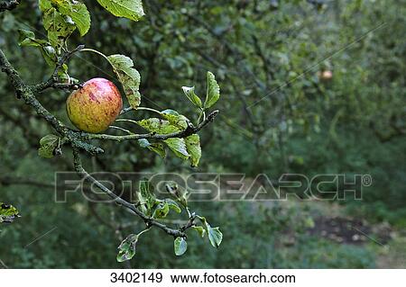 One apple hanging in an apple tree View Large Photo Image Stock Photo - One apple hanging in an apple tree . Fotosearch