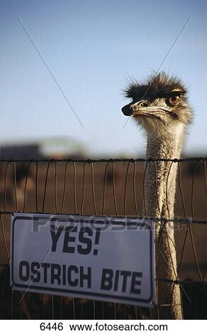 Ostrich behind fence with warning sign, Arizona, USA View Large Photo Image Stock Photograph - Ostrich behind fence with warning sign, Arizona, USA . Fotosearch