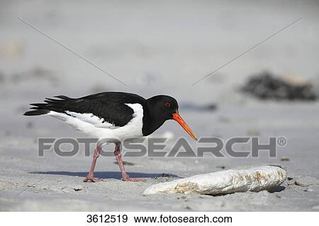 Oystercatcher (Haematopus ostralegus) walking on beach, Helgoland, Germany View Large Photo Image Stock Photo - Oystercatcher (Haematopus ostralegus) walking on beach, Helgoland, Germany . Fotosearch