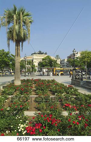 Palm tree in formal garden in front of open air theater, Teatro Politeama Garibaldi, Piazza Politeama, Palermo, Sicily, Italy View Large Photo Image Stock Photo - Palm tree in formal garden in front of open air theater, Teatro Politeama Garibaldi, Piazza Politeama, Palermo, Sicily, Italy . Fotosearch