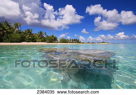 Palm trees on beach, Tuamotu Archipelago, French Polynesia, Polynesia, Pacific Island View Large Photo Image Stock Photography - Palm trees on beach, Tuamotu Archipelago, French Polynesia, Polynesia, Pacific Island . Fotosearch