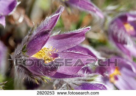 pasqueflower (Pulsatilla vulgaris), close-up View Large Photo Image Stock Image - pasqueflower (Pulsatilla vulgaris), close-up . Fotosearch