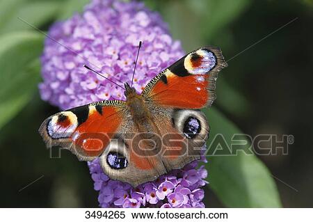 peacock butterfly, Inachis io, on violet flower, Rhineland-Palatinate, Germany, Europe View Large Photo Image Stock Photography - peacock butterfly, Inachis io, on violet flower, Rhineland-Palatinate, Germany, Europe . Fotosearch