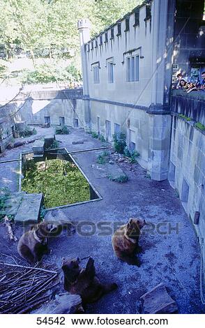 People looking at bear in zoo, Berne, Switzerland View Large Photo Image Stock Image - People looking at bear in zoo, Berne, Switzerland . Fotosearch